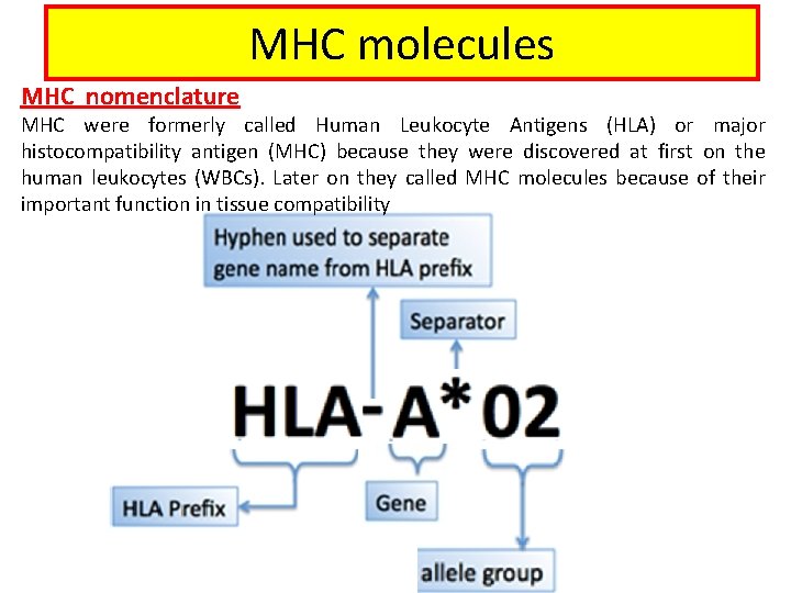MHC molecules MHC nomenclature MHC were formerly called Human Leukocyte Antigens (HLA) or major