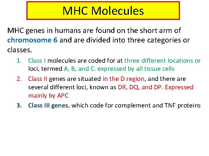 MHC Molecules MHC genes in humans are found on the short arm of chromosome