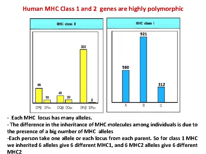 Human MHC Class 1 and 2 genes are highly polymorphic 921 580 312 -