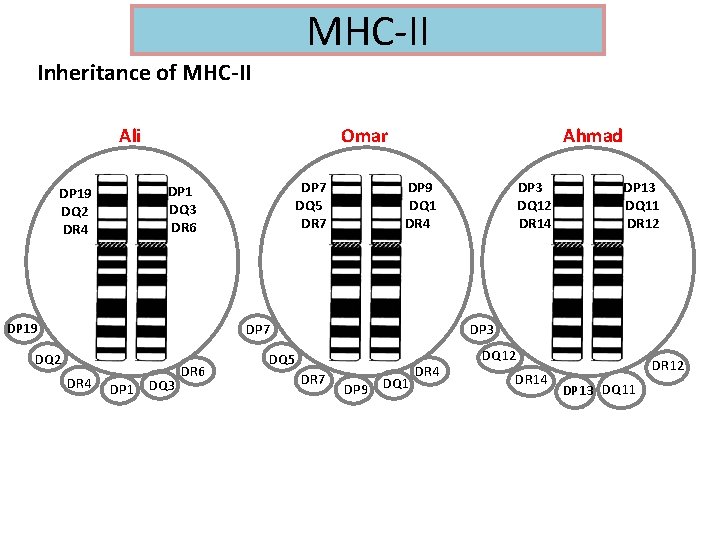 MHC-II Inheritance of MHC-II Ali DP 19 DQ 2 DR 4 Omar DP 7