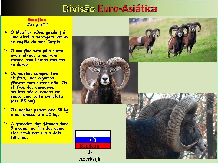 Divisão Euro-Asiática Mouflon Ovis gmelini Ø O Mouflon (Ovis gmelini) é uma olvelha selvagem