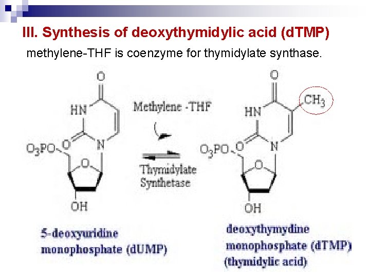 III. Synthesis of deoxythymidylic acid (d. TMP) methylene-THF is coenzyme for thymidylate synthase. 
