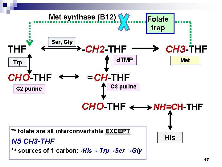 Met synthase (B 12) THF Ser, Gly Trp CHO-THF C 2 purine Folate trap