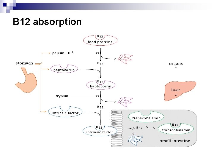 B 12 absorption 