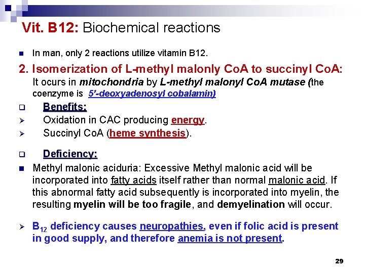Vit. B 12: Biochemical reactions n In man, only 2 reactions utilize vitamin B