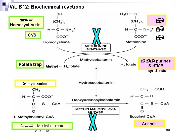 Vit. B 12: Biochemical reactions hhh Homocystinuria CVS Folate trap , , , purines