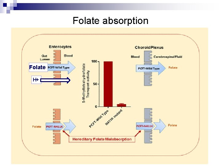 Folate absorption Folate H+ 