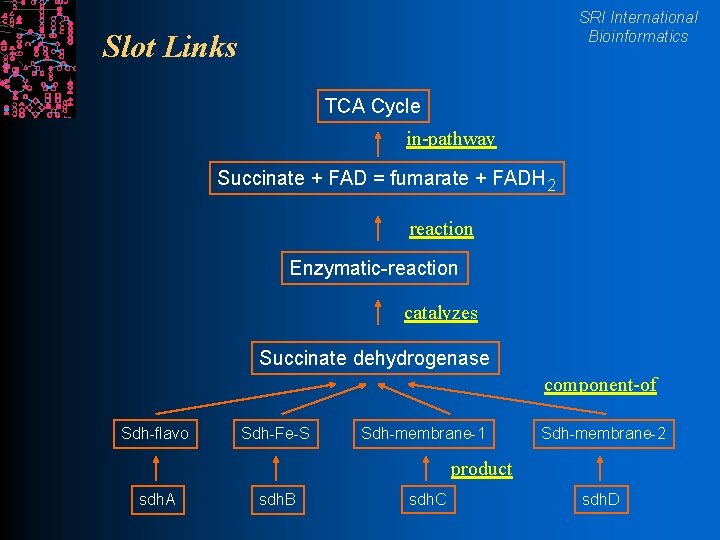 SRI International Bioinformatics Slot Links TCA Cycle in-pathway Succinate + FAD = fumarate +