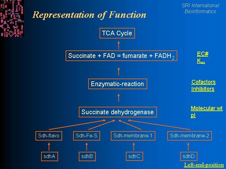 SRI International Bioinformatics Representation of Function TCA Cycle EC# Keq Succinate + FAD =