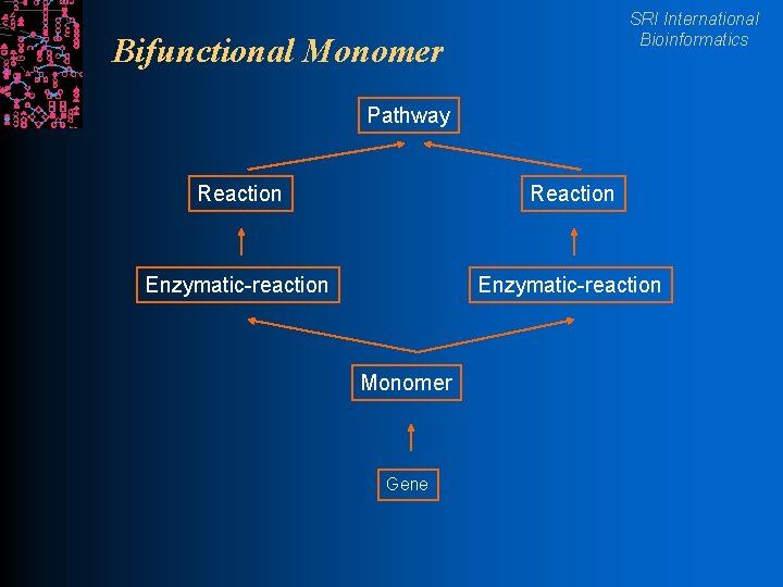 SRI International Bioinformatics Bifunctional Monomer Pathway Reaction Enzymatic-reaction Monomer Gene 