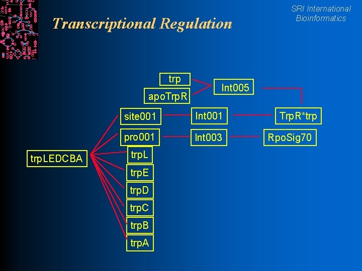 Transcriptional Regulation trp apo. Trp. R trp. LEDCBA Int 005 site 001 Int 001
