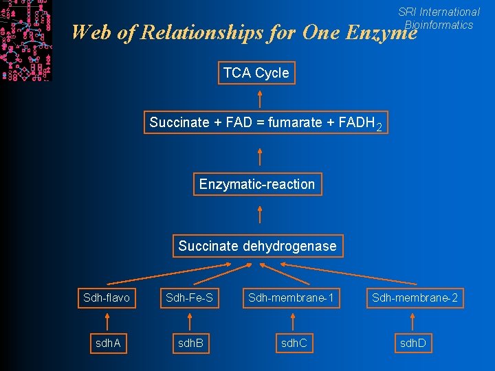 SRI International Bioinformatics Web of Relationships for One Enzyme TCA Cycle Succinate + FAD