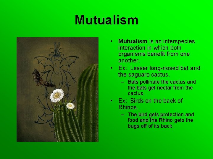 Mutualism • Mutualism is an interspecies interaction in which both organisms benefit from one