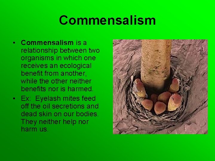 Commensalism • Commensalism is a relationship between two organisms in which one receives an