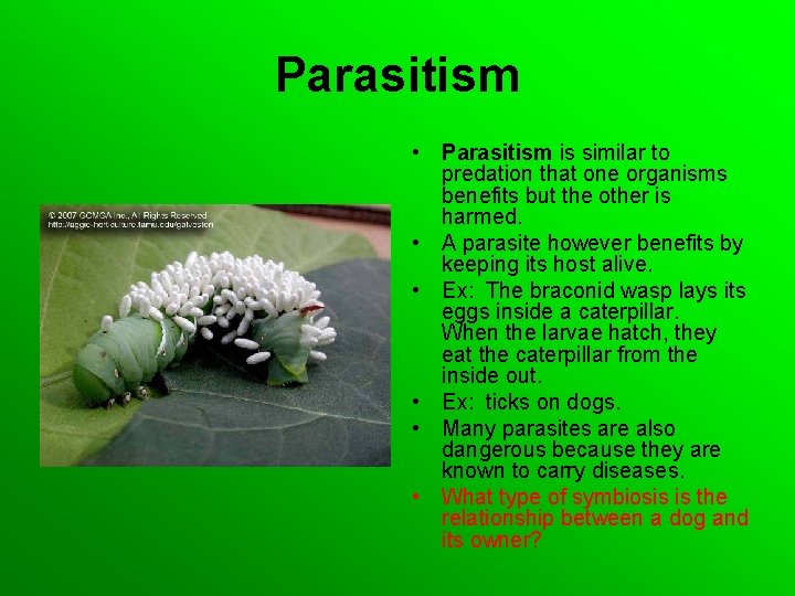Parasitism • Parasitism is similar to predation that one organisms benefits but the other