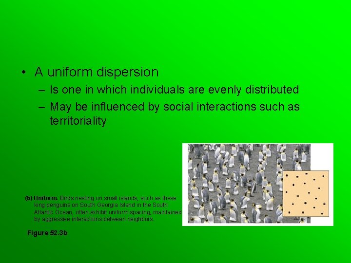  • A uniform dispersion – Is one in which individuals are evenly distributed