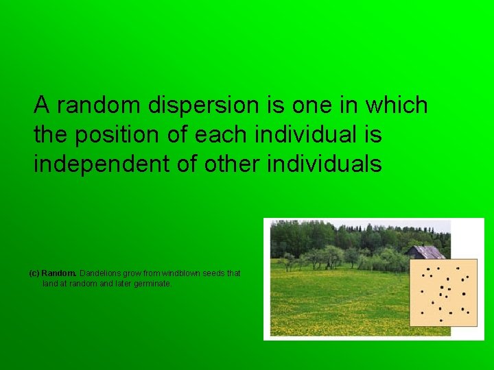 A random dispersion is one in which the position of each individual is independent