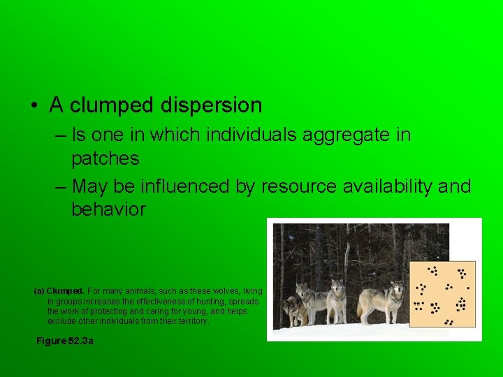  • A clumped dispersion – Is one in which individuals aggregate in patches