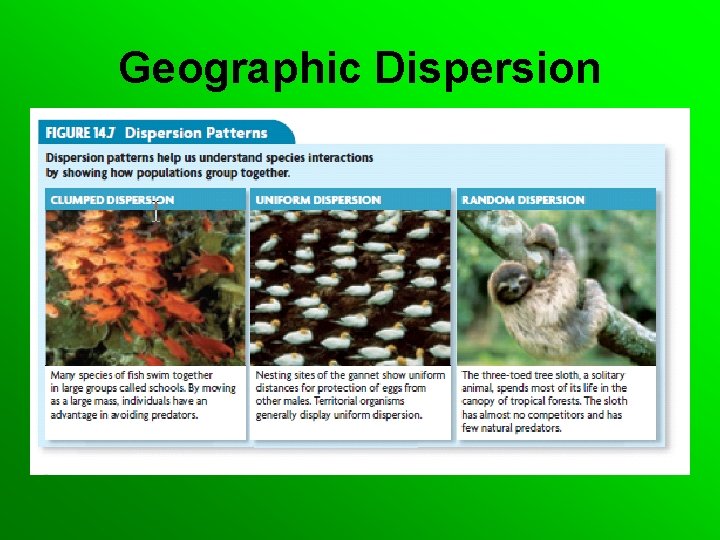 Geographic Dispersion 