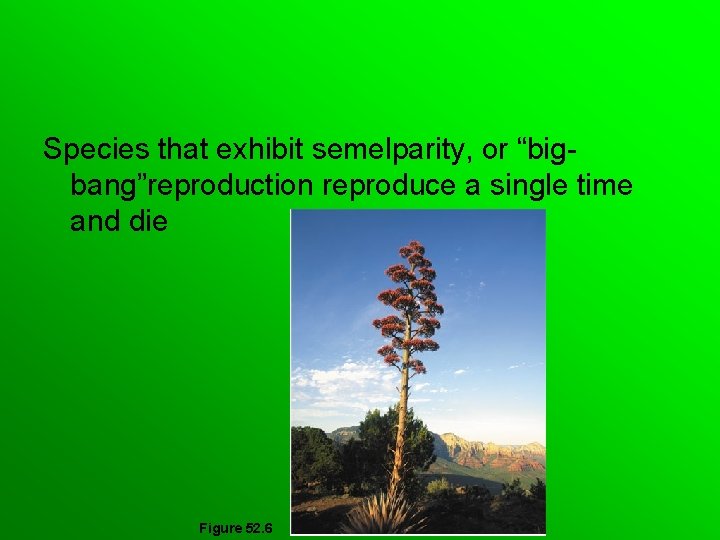 Species that exhibit semelparity, or “bigbang”reproduction reproduce a single time and die Figure 52.