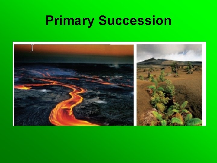 Primary Succession 