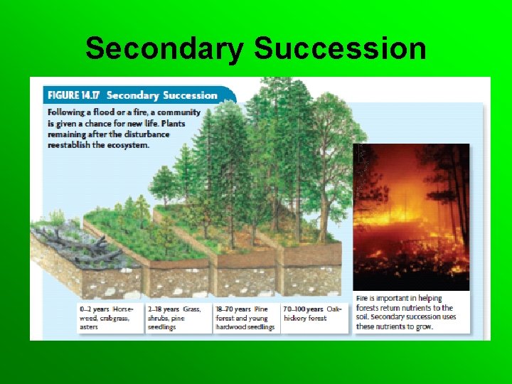 Secondary Succession 