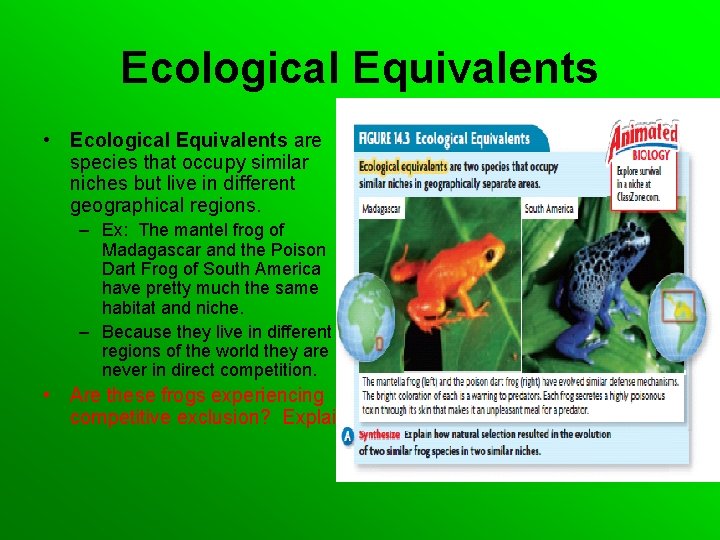 Ecological Equivalents • Ecological Equivalents are species that occupy similar niches but live in