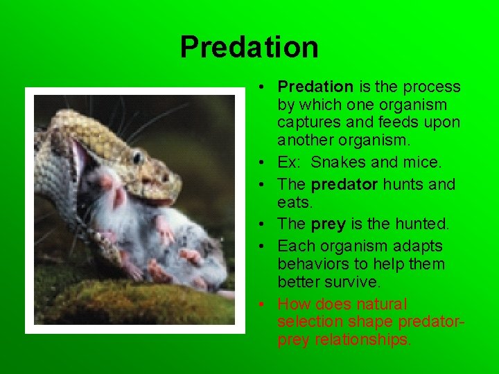 Predation • Predation is the process by which one organism captures and feeds upon
