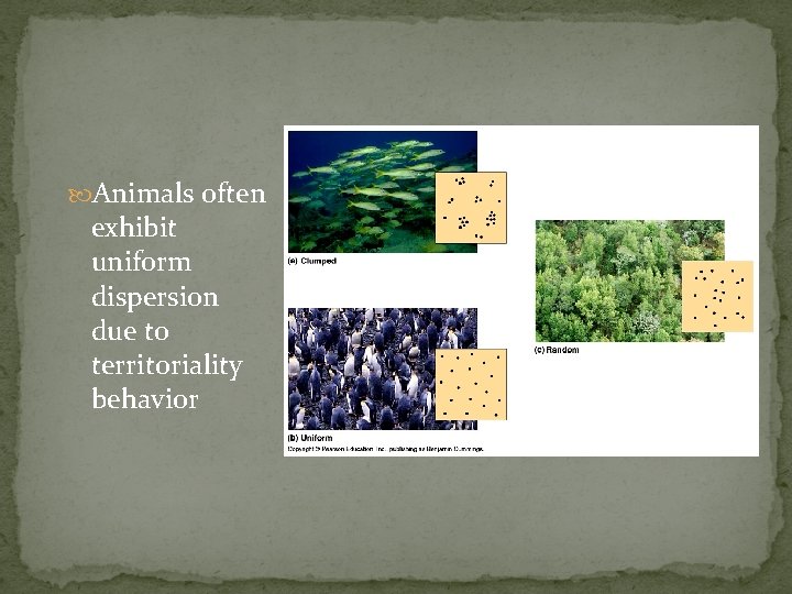  Animals often exhibit uniform dispersion due to territoriality behavior 