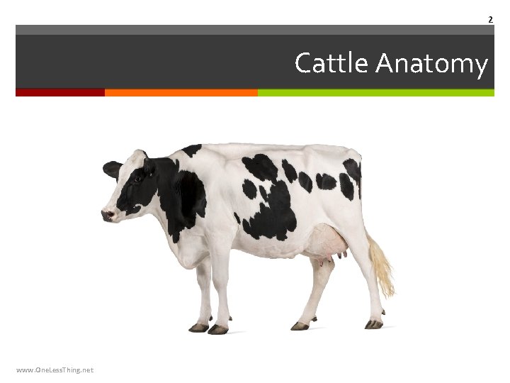 2 Cattle Anatomy www. One. Less. Thing. net 