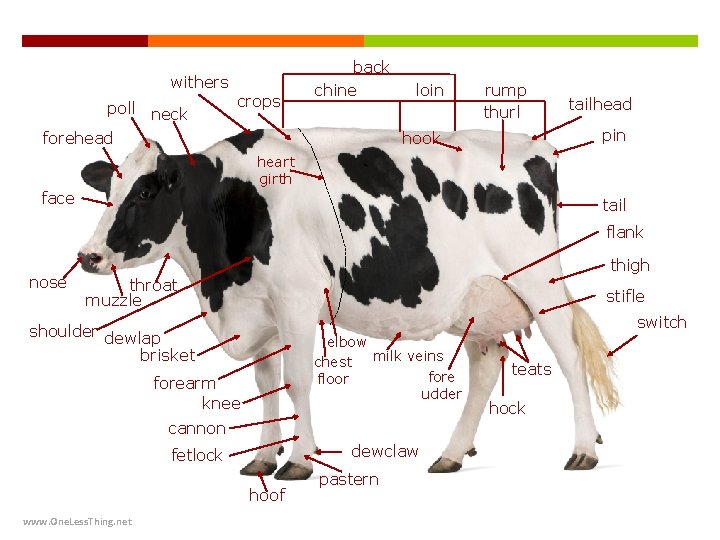withers poll neck forehead crops back chine loin rump thurl tailhead pin hook heart
