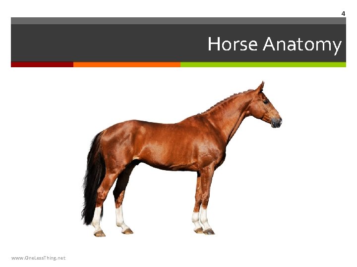 4 Horse Anatomy www. One. Less. Thing. net 