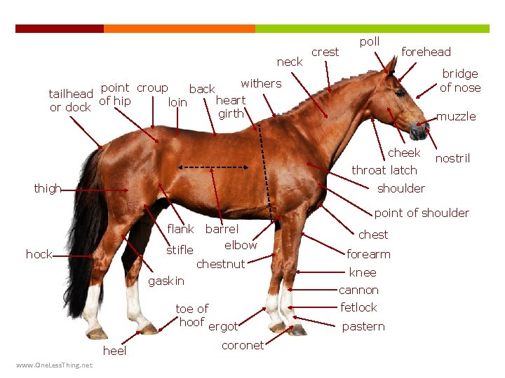 neck crest poll forehead bridge of nose withers point croup back tailhead heart of