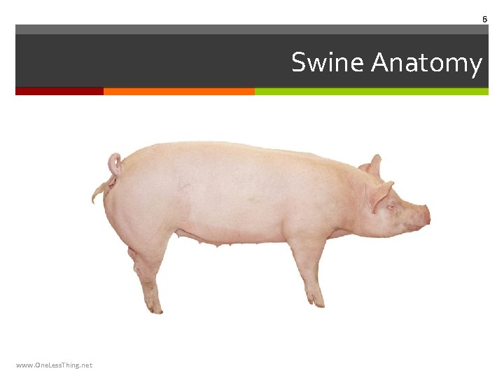 6 Swine Anatomy www. One. Less. Thing. net 