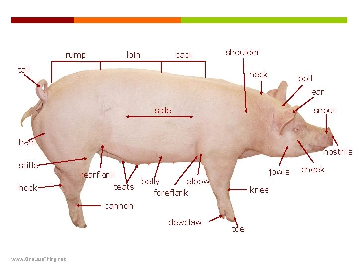 rump loin back shoulder tail neck poll ear side snout ham stifle hock nostrils