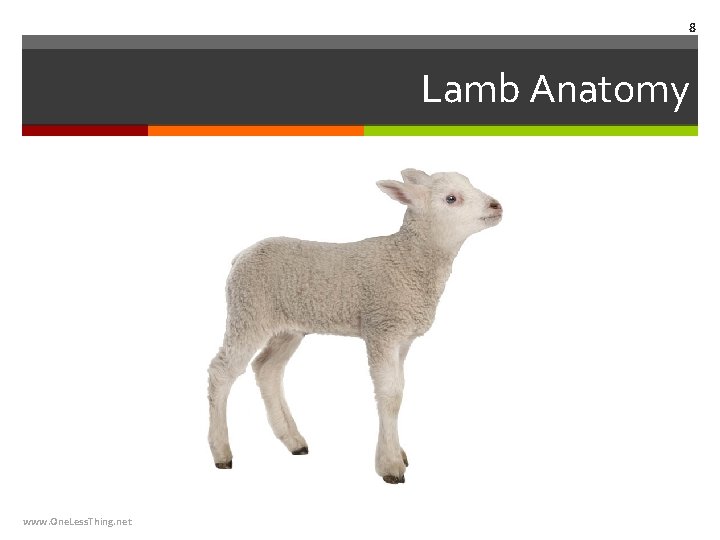 8 Lamb Anatomy www. One. Less. Thing. net 