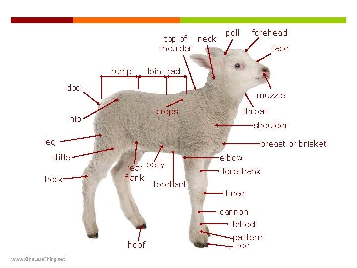 top of neck shoulder rump poll forehead face loin rack dock muzzle crops hip