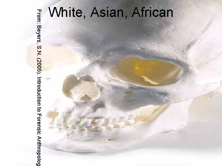 From: Beyers, S. N. (2005). Introduction to Forensic Anthropolog White, Asian, African 