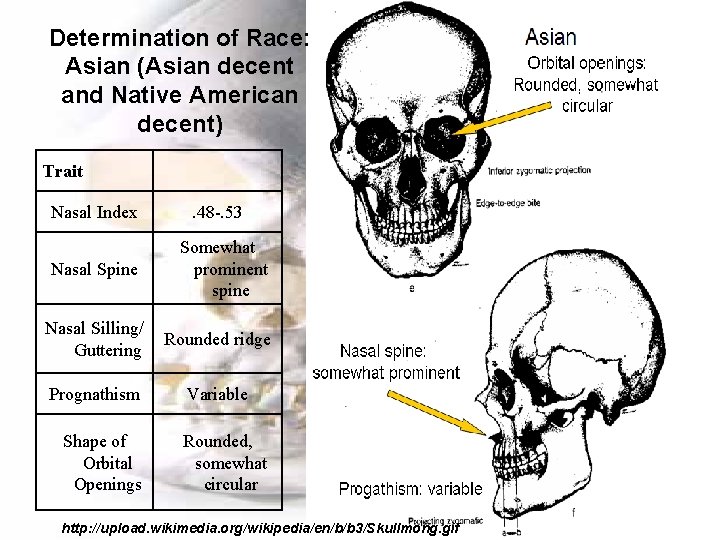 Determination of Race: Asian (Asian decent and Native American decent) Trait Nasal Index Nasal