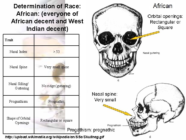 Determination of Race: African: (everyone of African decent and West Indian decent) Trait Nasal