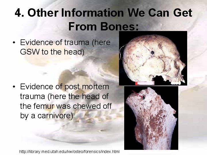 4. Other Information We Can Get From Bones: • Evidence of trauma (here GSW