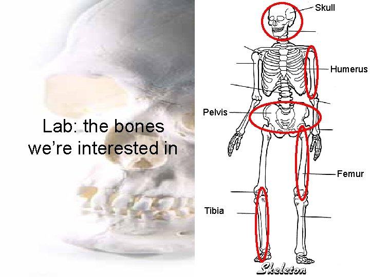 Skull Humerus Lab: the bones we’re interested in Pelvis Femur Tibia 