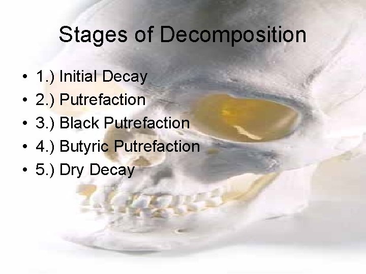 Stages of Decomposition • • • 1. ) Initial Decay 2. ) Putrefaction 3.