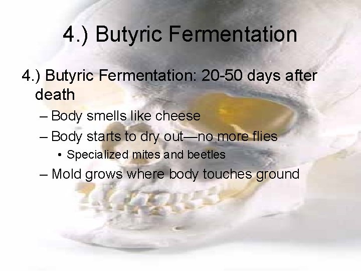 4. ) Butyric Fermentation: 20 -50 days after death – Body smells like cheese