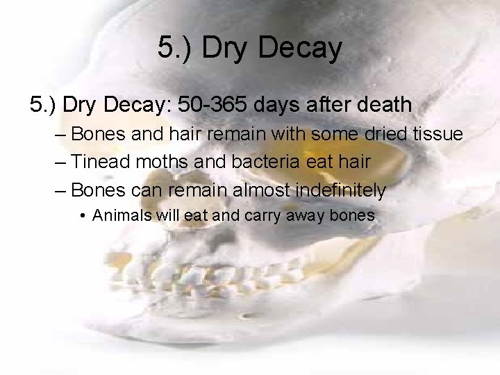 5. ) Dry Decay: 50 -365 days after death – Bones and hair remain