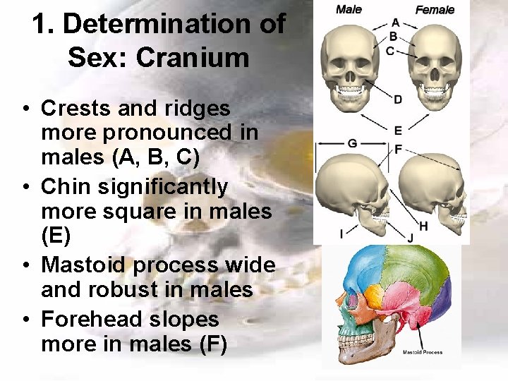 1. Determination of Sex: Cranium • Crests and ridges more pronounced in males (A,