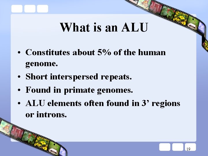 What is an ALU • Constitutes about 5% of the human genome. • Short