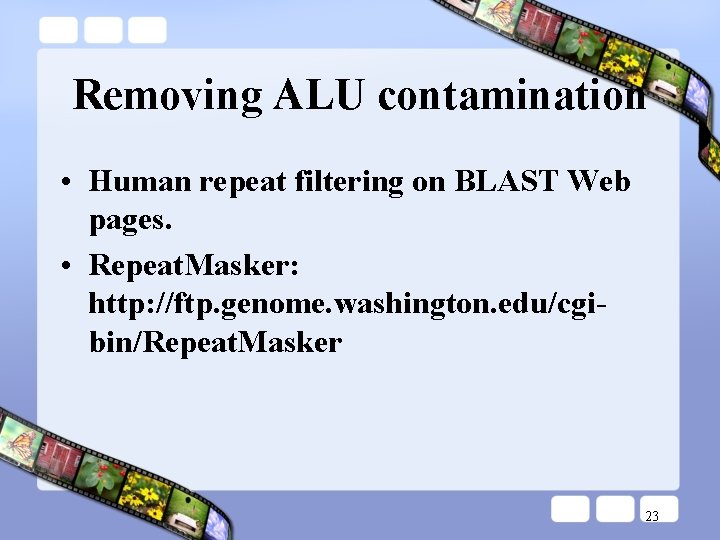 Removing ALU contamination • Human repeat filtering on BLAST Web pages. • Repeat. Masker:
