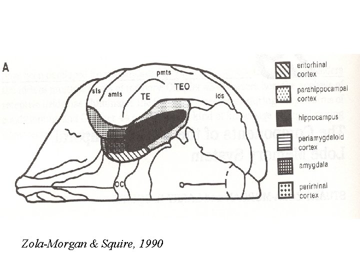 Zola-Morgan & Squire, 1990 