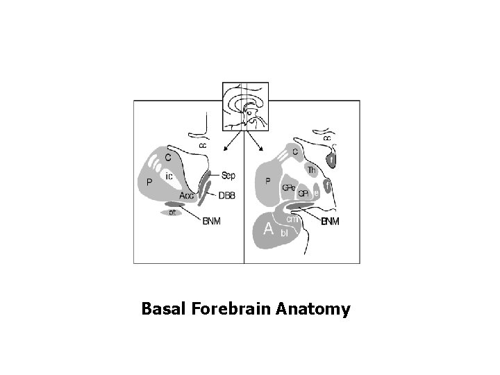 Basal Forebrain Anatomy 